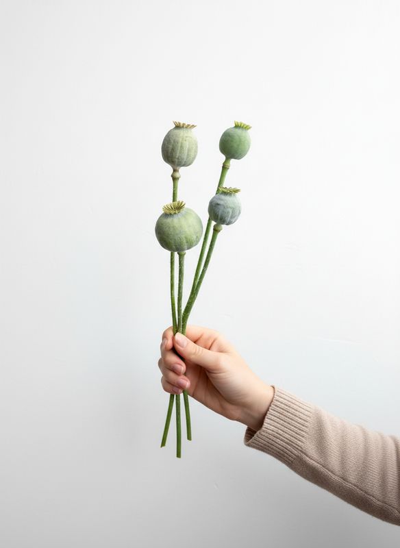 Breadseed Poppy Seed (Papaver somniferum)