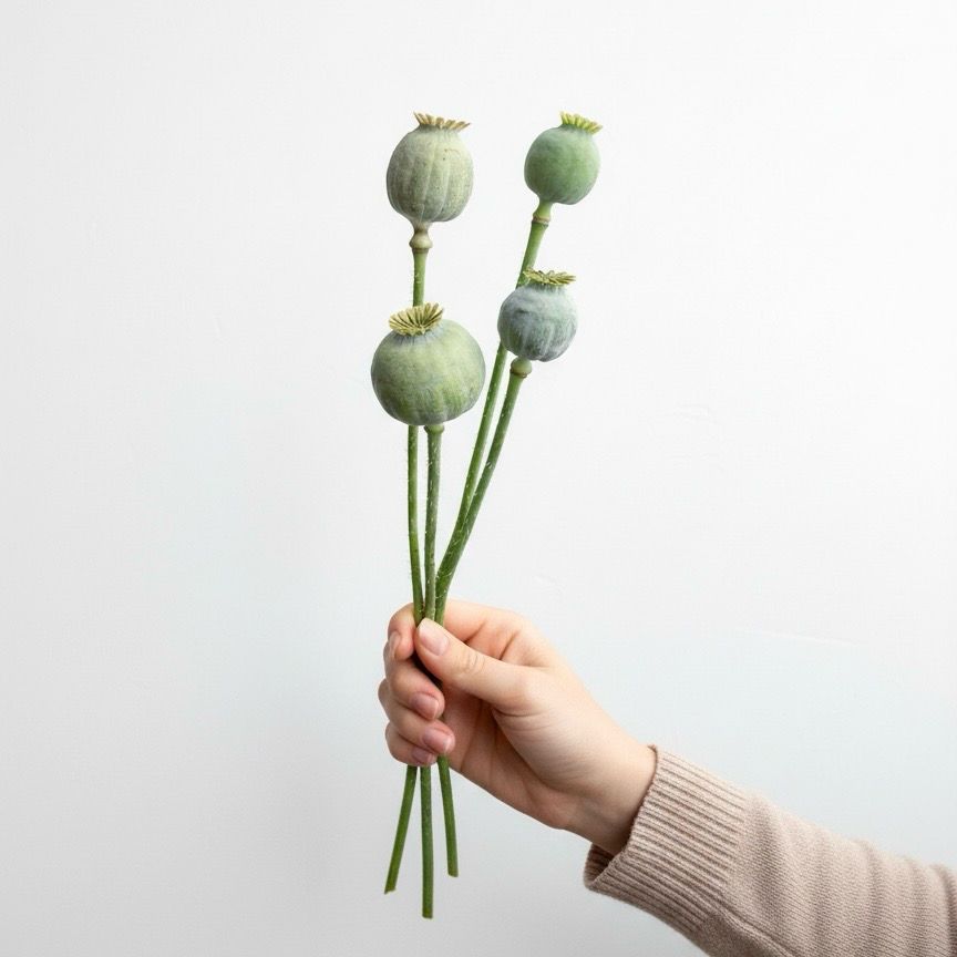 Breadseed Poppy Seed  (Papaver somniferum)