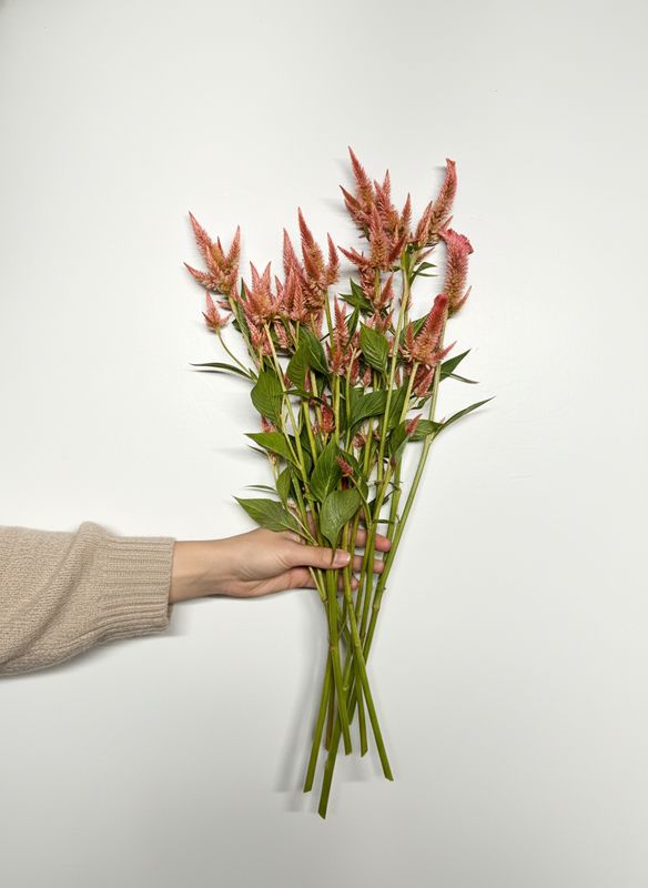 Terra Cotta Celosia Seed (Celosia spicata)