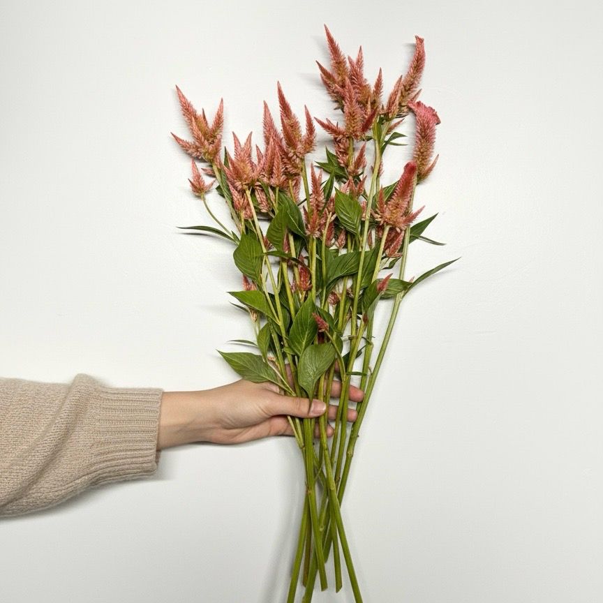 Terra Cotta Celosia Seed (Celosia spicata)