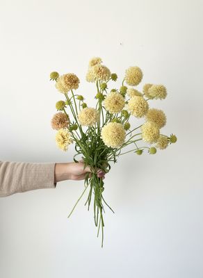 Fata Morgana Scabiosa Seed (Scabiosa atropurpurea)