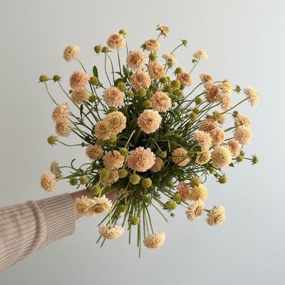 Fata Morgana Scabiosa Seed (Scabiosa atropurpurea)