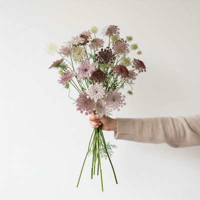 Chocolate Queen Anne’s Lace Seed (Daucus carota ‘Dara’)