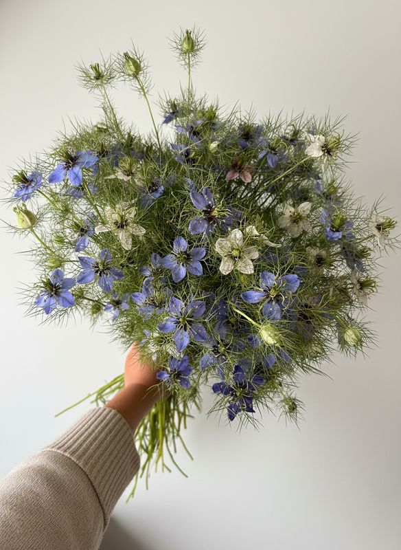 Nigella “Love In A Mist” Seed (Nigella damascena)