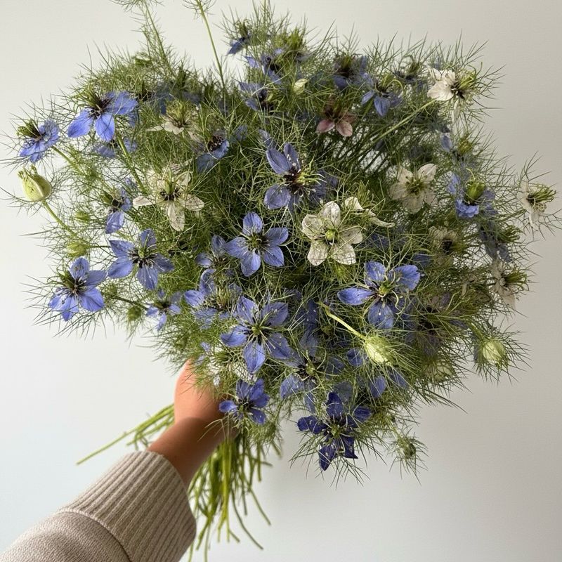 Nigella “Love In A Mist” Seed (Nigella damascena)