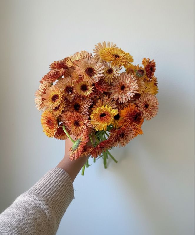 Bronze Beauty Mix Calendula Seed (Calendula officinalis)
