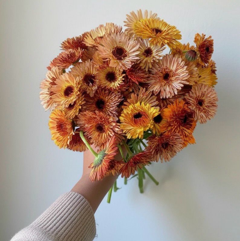 Bronze Beauty Mix Calendula Seed (Calendula officinalis)