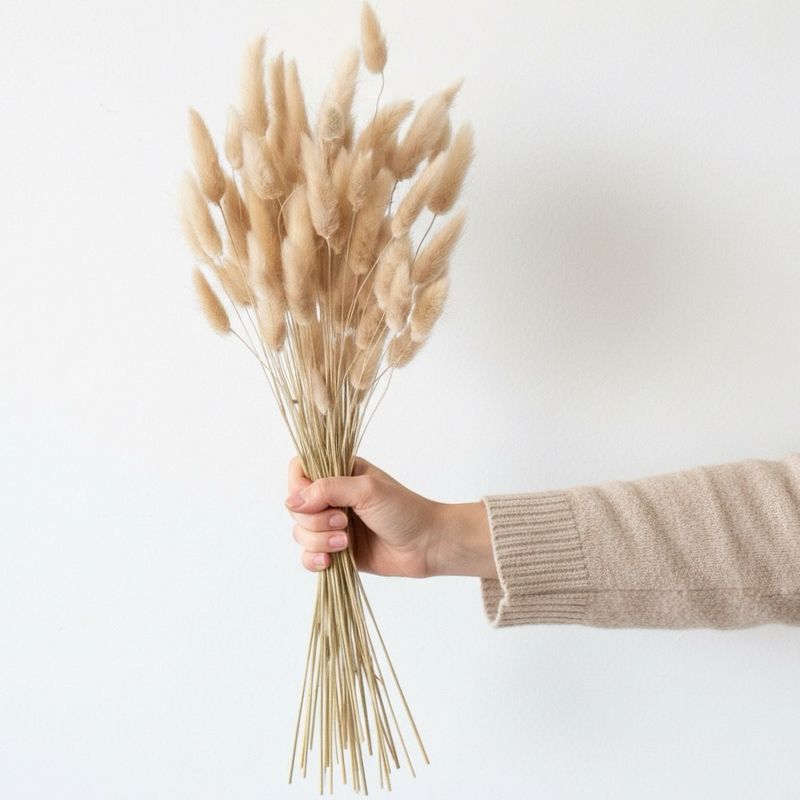 Lagurus Grass Seeds “Bunny Tails” (Lagurus ovatus)