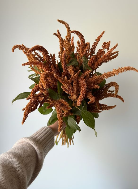 Hot Biscuits Amaranth Seed (Amaranthus cruentus)