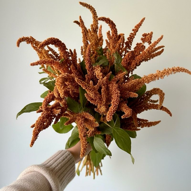 Hot Biscuits Amaranth Seed (Amaranthus cruentus)