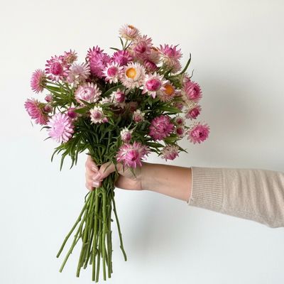 Silvery Rose Strawflower Seed (Xerochrysum bracteatum)