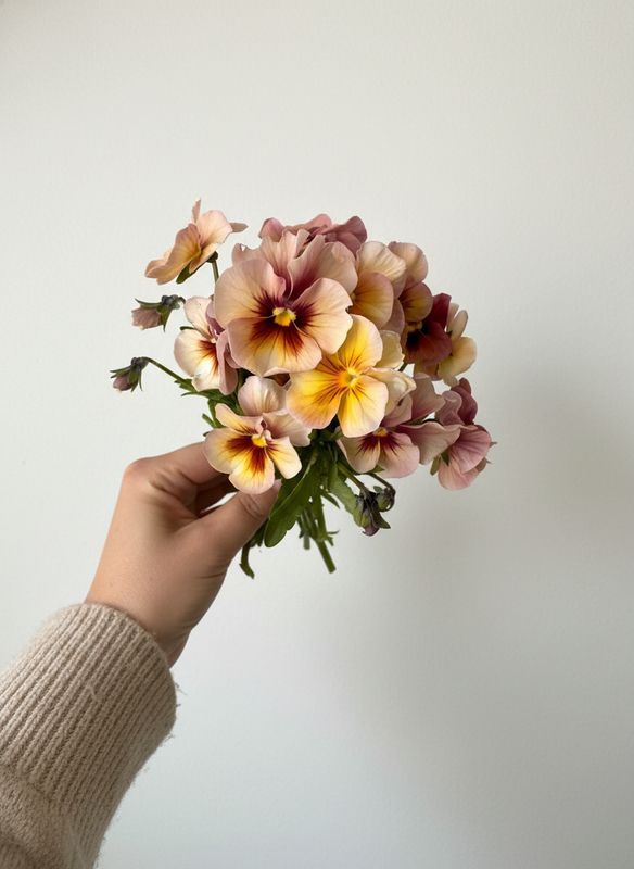 Vintage Antique Shades Pansy Seed (Viola × wittrockiana)