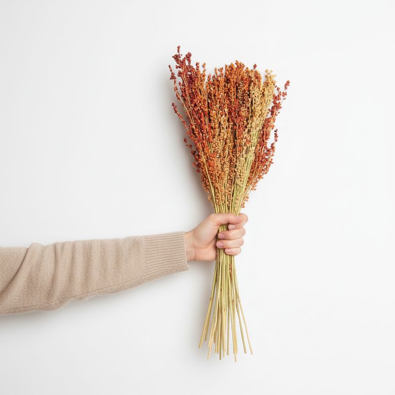 Broom Corn Seed (Sorghum bicolor)