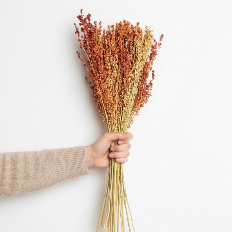 Broom Corn Seed  (Sorghum bicolor)