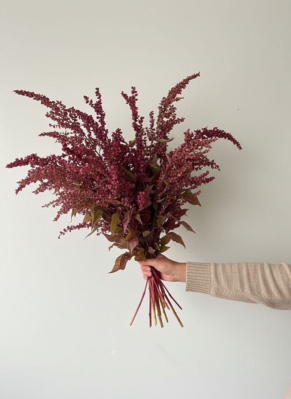 Red Plume Atriplex Seed (Atriplex hortensis)