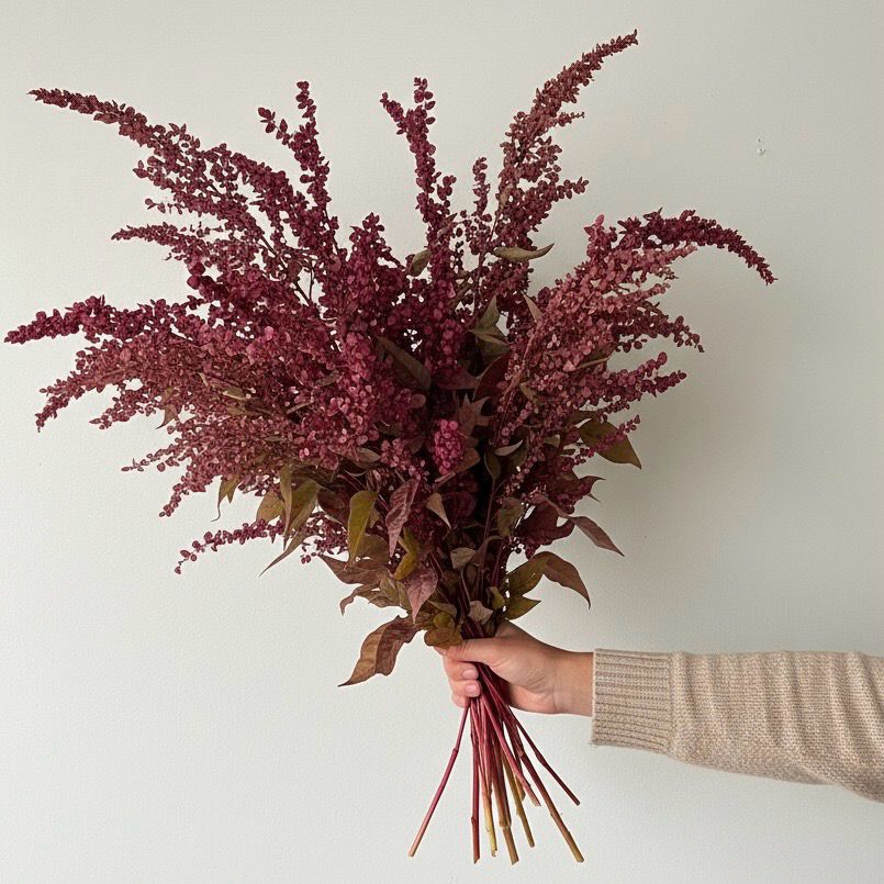 Red Plume Atriplex Seed (Atriplex hortensis)