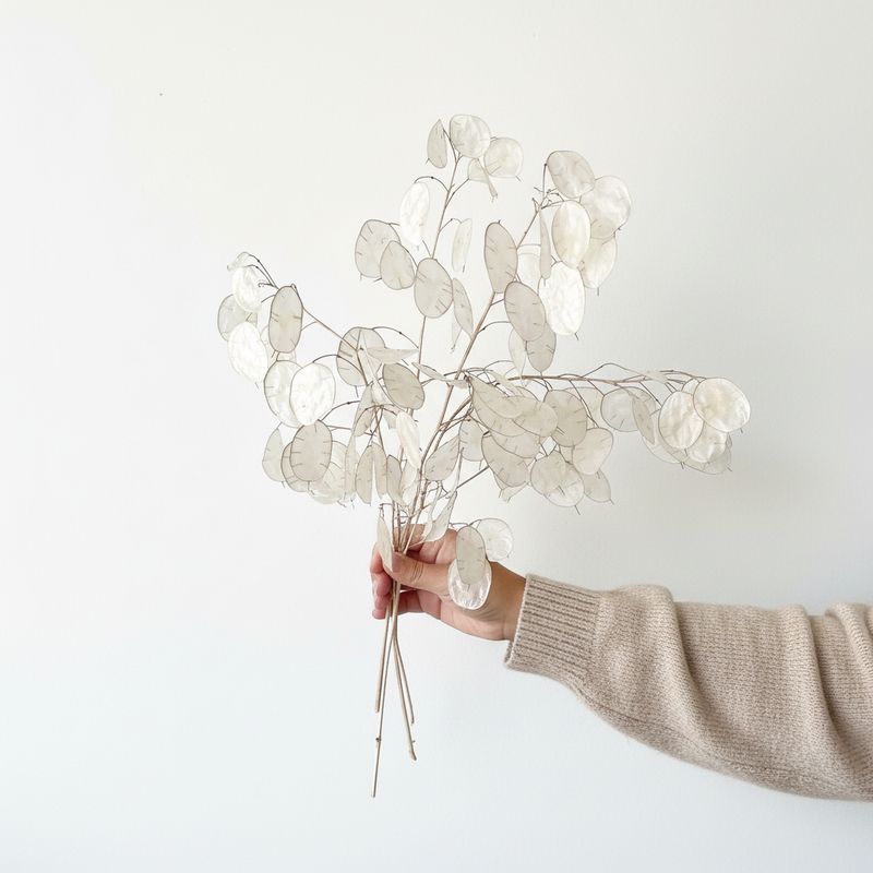 Lunaria Seeds (Money Plant - Honesty) (Lunaria annua)