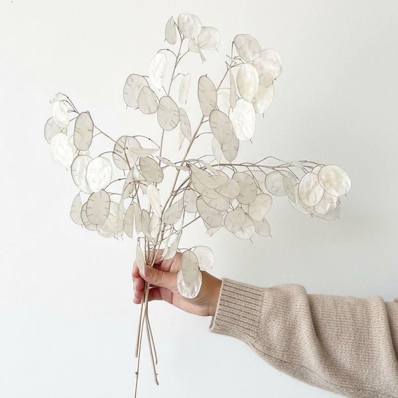 Lunaria Seeds (Money Plant - Honesty) (Lunaria annua)