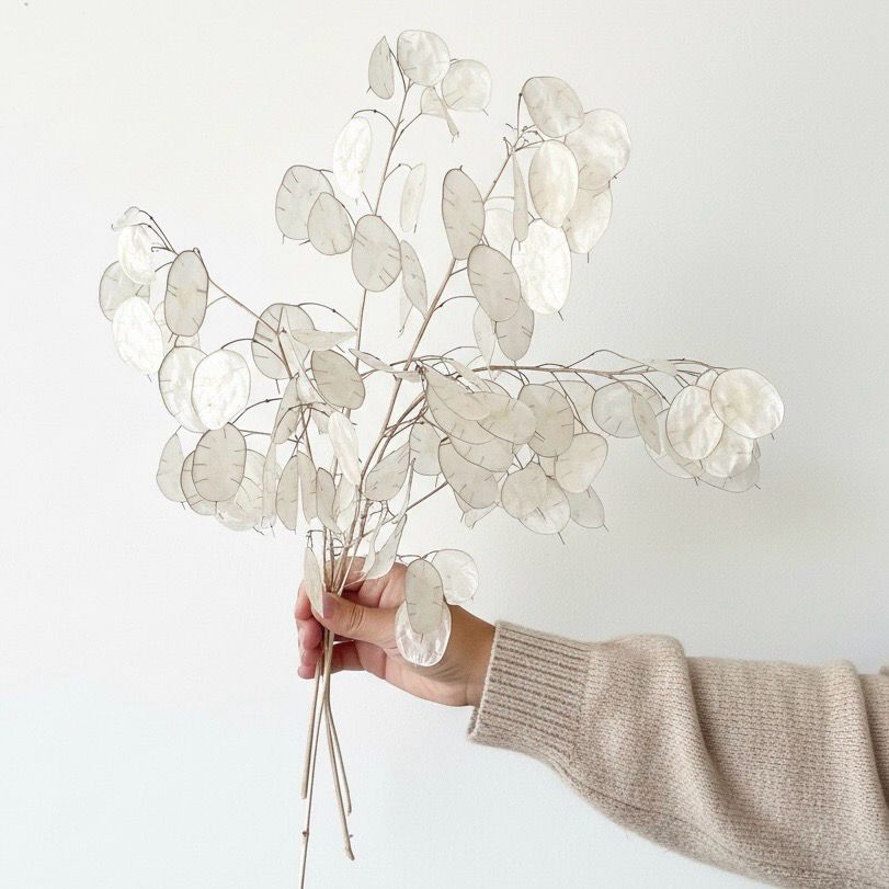 Lunaria Seeds (Money Plant - Honesty) (Lunaria annua)