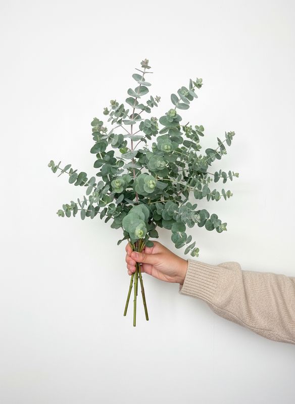 Baby Blue Eucalyptus Seed (Eucalyptus cinerea)