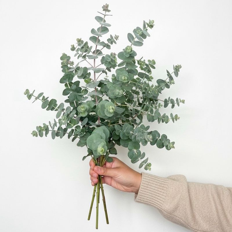 Baby Blue Eucalyptus Seed  (Eucalyptus cinerea)