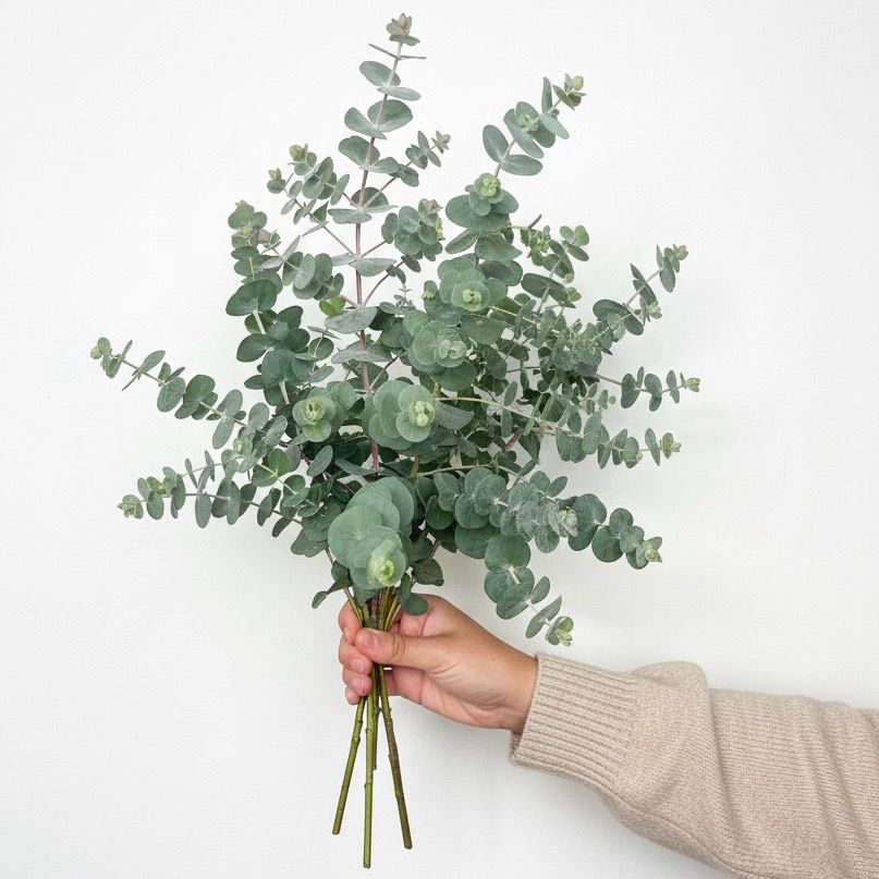 Baby Blue Eucalyptus Seed  (Eucalyptus cinerea)