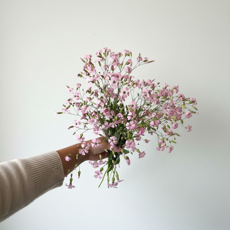 Pink Beauty Saponaria Seed (Saponaria vaccaria)