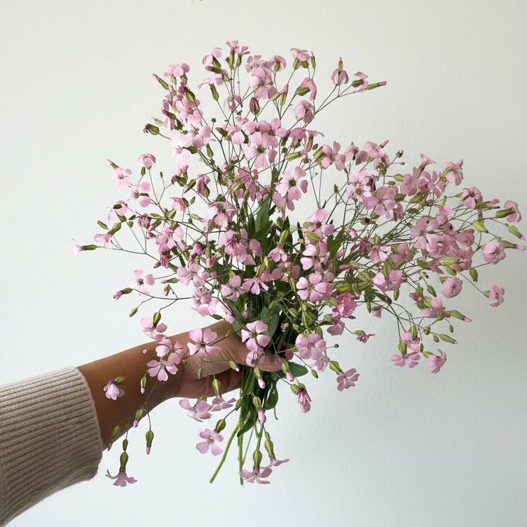 Pink Beauty Saponaria Seed (Saponaria vaccaria) Pink Beauty Saponaria Seed (Saponaria vaccaria)
