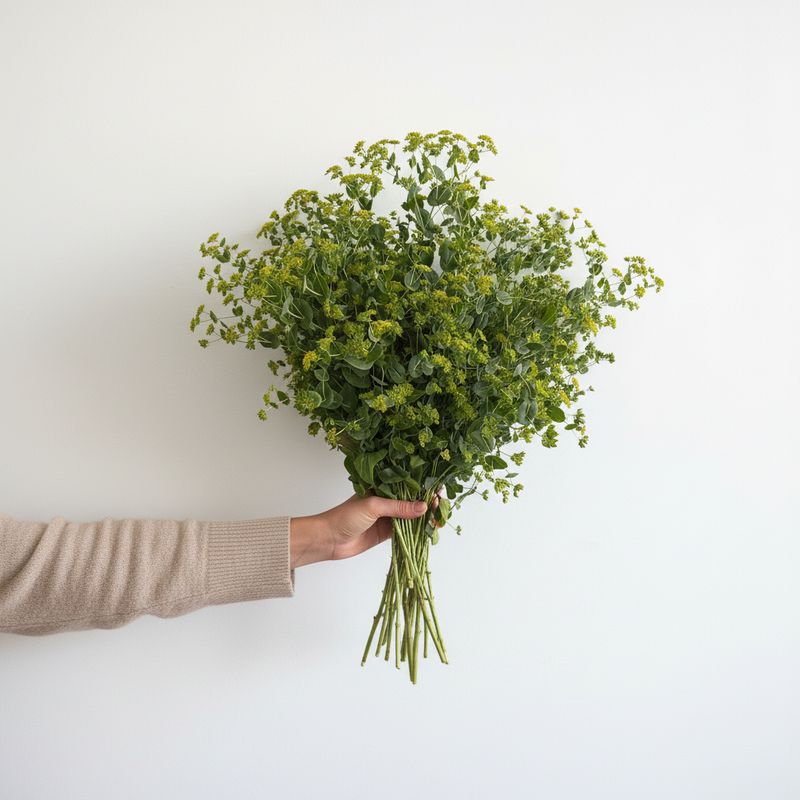 Bupleurum Seed (Bupleurum rotundifolium)