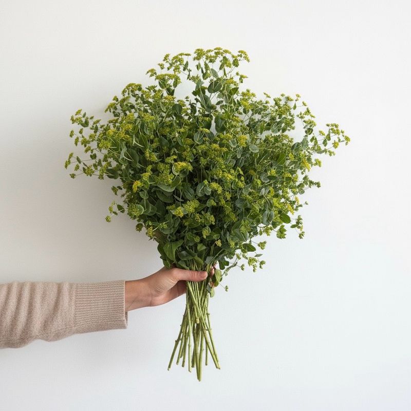 Bupleurum Seed  (Bupleurum rotundifolium)