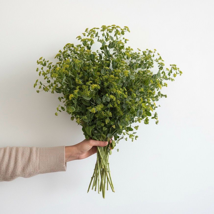 Bupleurum Seed  (Bupleurum rotundifolium)