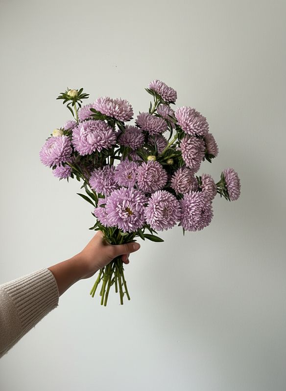 Lady Coral Lavender Aster Seed (Callistephus chinensis)