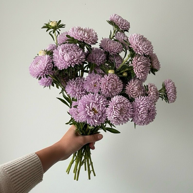 Lady Coral Lavender Aster Seed (Callistephus chinensis)