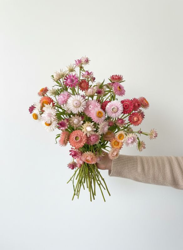 Mixed Strawflower Seed (Xerochrysum bracteatum)