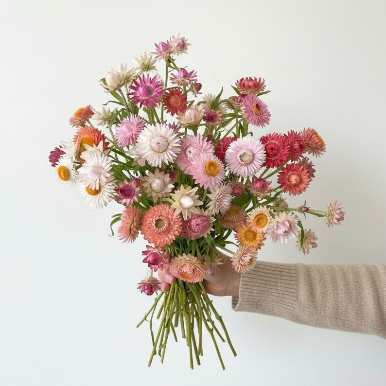 Mixed Strawflower Seed (Xerochrysum bracteatum)