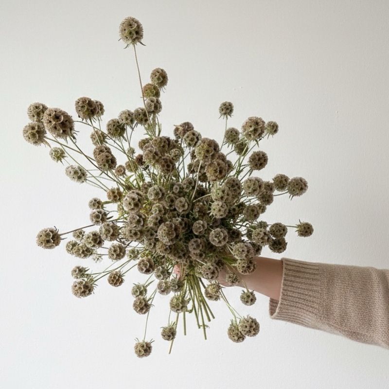 Starflower “Scabiosa Pods” Seeds (Scabiosa stellata)