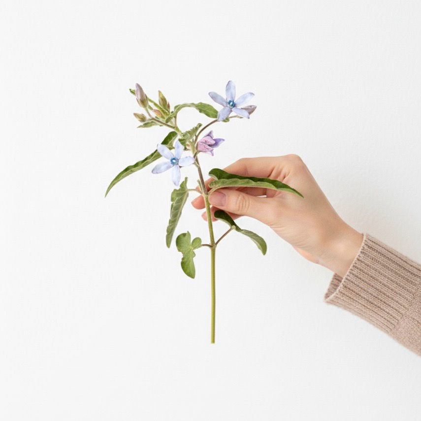 Tweedia Seeds (Oxypetalum caeruleum)