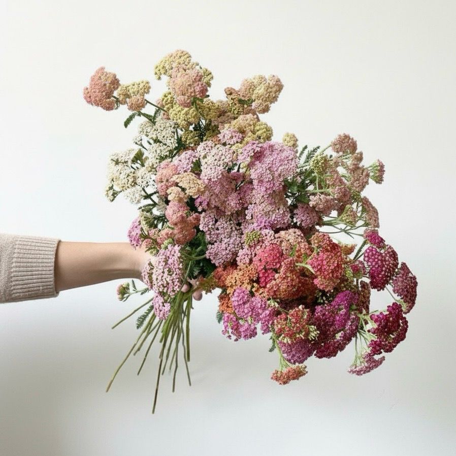 Yarrow Seed “Summer Pastels” (Achillea millefolium)
