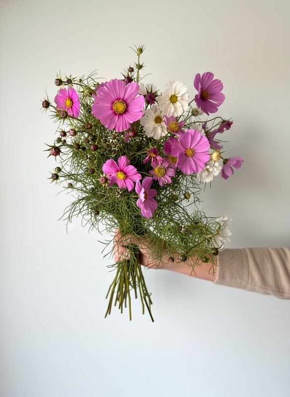 Cosmo “Petal & Twig” Seed Mix (Cosmos bipinnatus)