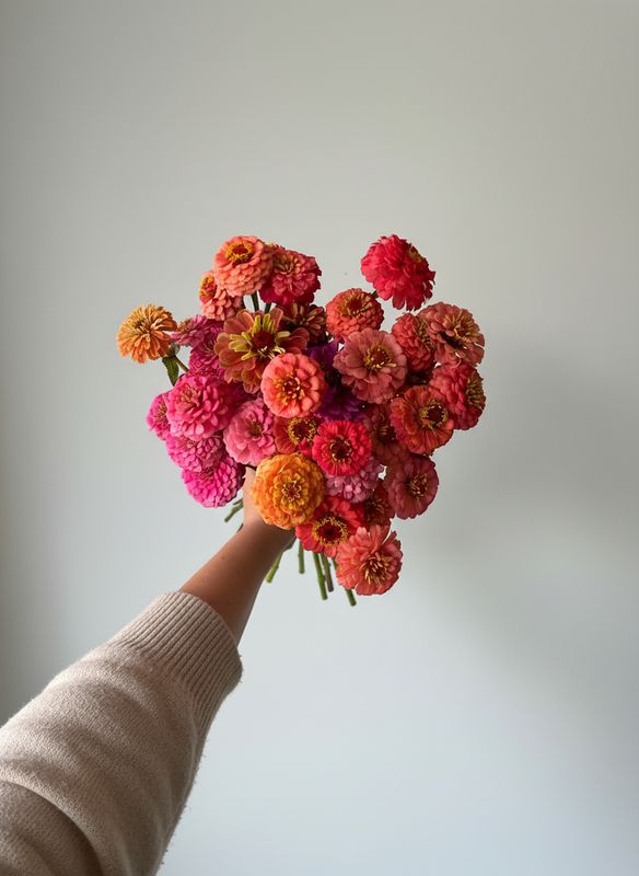 Zinnia “Peachy & Pinky” Seed Mix (Zinnia elegans)