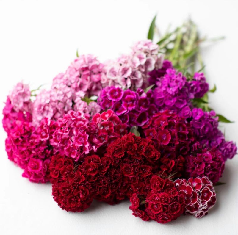 Sweet William cut flower seeds producing colorful clustered blooms for garden growing and bouquets.