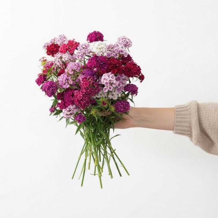 Sweet William Seeds (Dianthus barbatus)