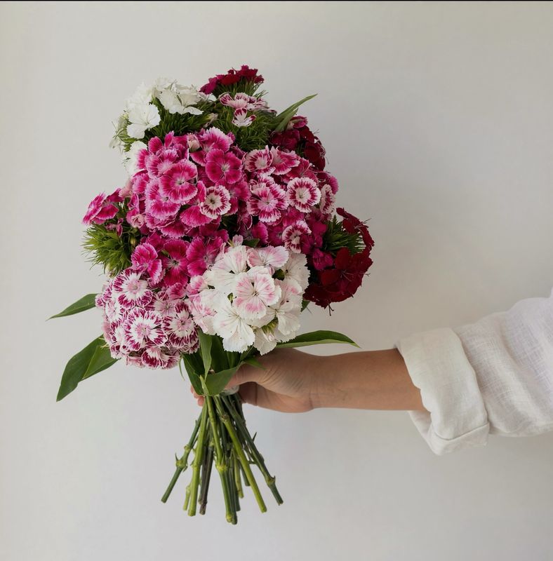 Sweet William Seeds (Dianthus barbatus)