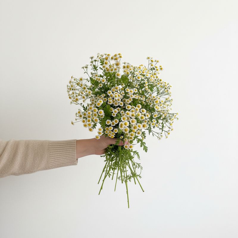 Feverfew “Magic Single” Seeds (Matricaria/Tanacetum parthenium)