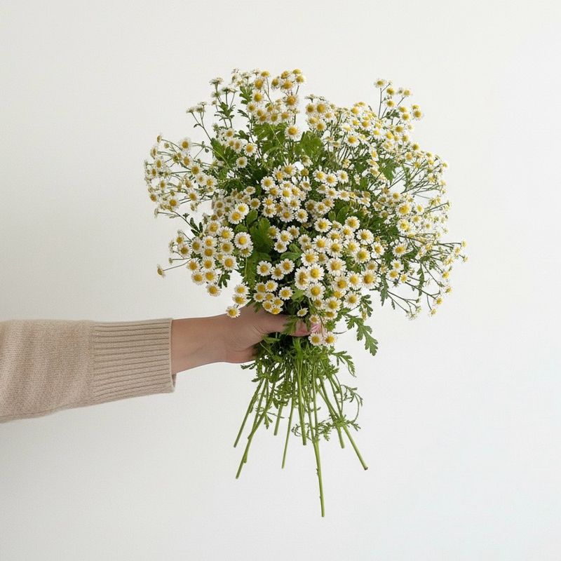 Feverfew “Magic Single” Seeds (Matricaria/Tanacetum parthenium)