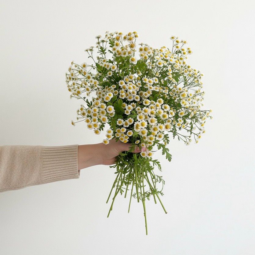 Feverfew “Magic Single” Seeds (Matricaria/Tanacetum parthenium)