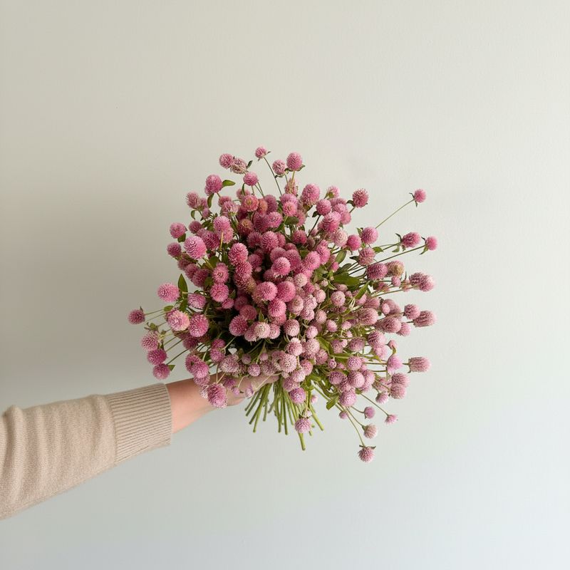 Blush & Bashful Mix Gomphrena (Gomphrena globosa)