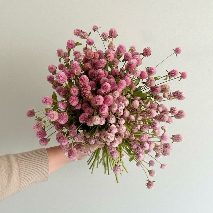 Blush & Bashful Mix Gomphrena (Gomphrena globosa)