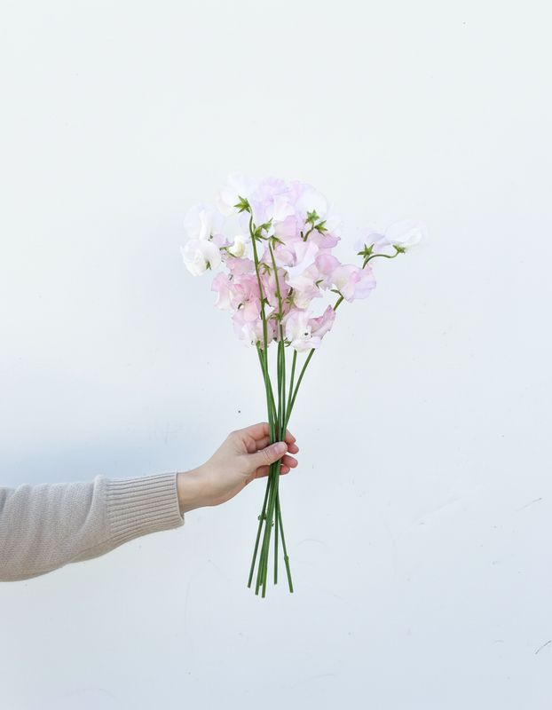Sweet Pea Seeds (Lathyrus odoratus)