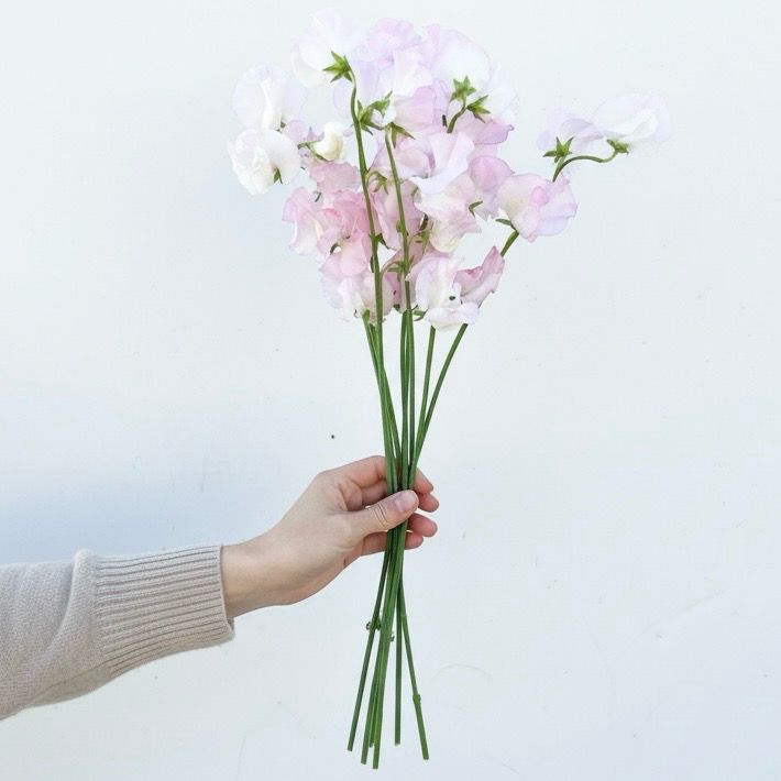 Sweet Pea Seeds (Lathyrus odoratus)